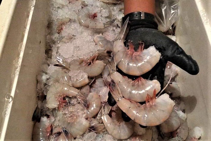 Baja Shrimp Season Is Back