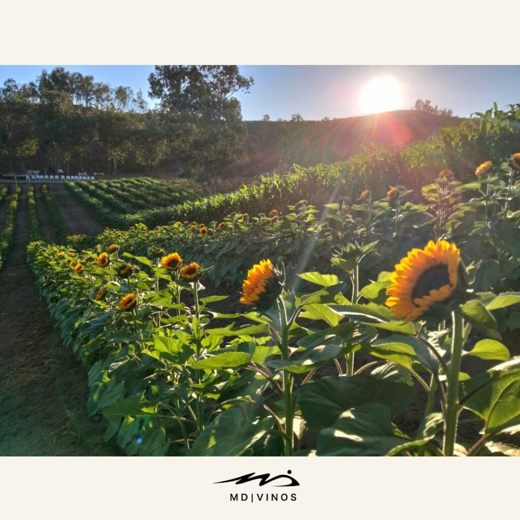 Where the Sunflowers Toast the Sky
