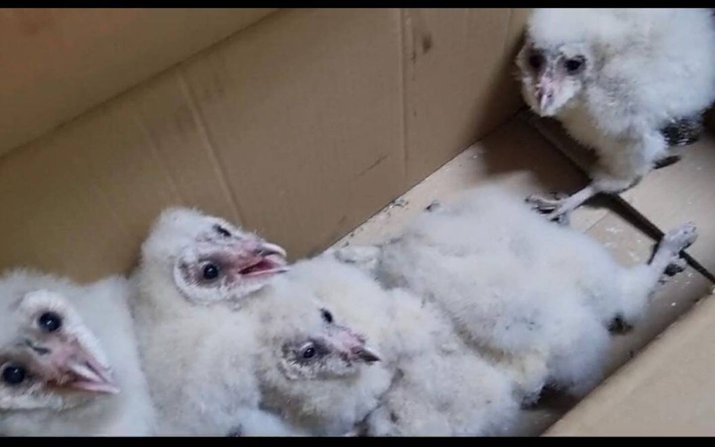 Baby Owls Turn HR Department Into a Nesting Ground – Gringo Gazette North