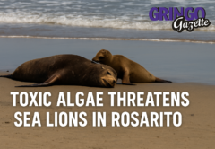 Sea lions who eat contaminated seafood become poisoned.