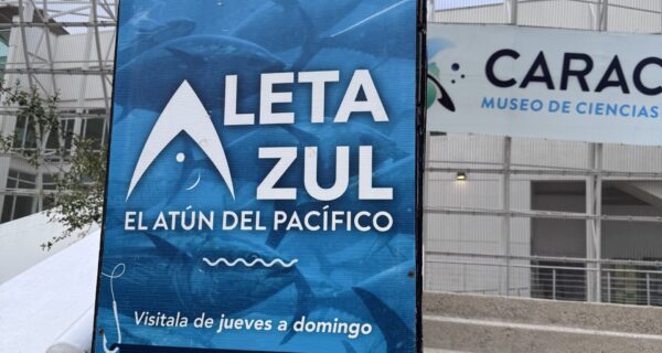 Aleta Azul (Bluefin)