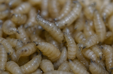 screwworm