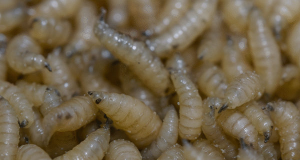 screwworm