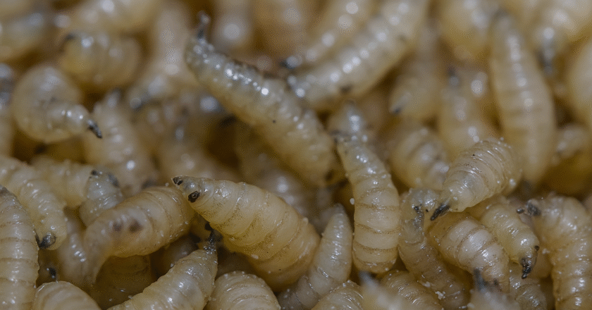 screwworm