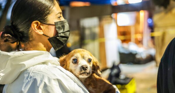 Trapped, Sick, Forgotten: Ensenada’s 300 Dogs Find Hope