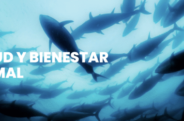 Tuna in Formation: Wellness in Motion
