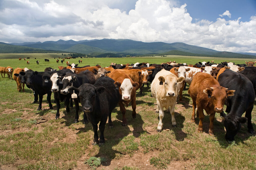 Border Slams Shut Again on Mexican Cattle Over Livestock Pest