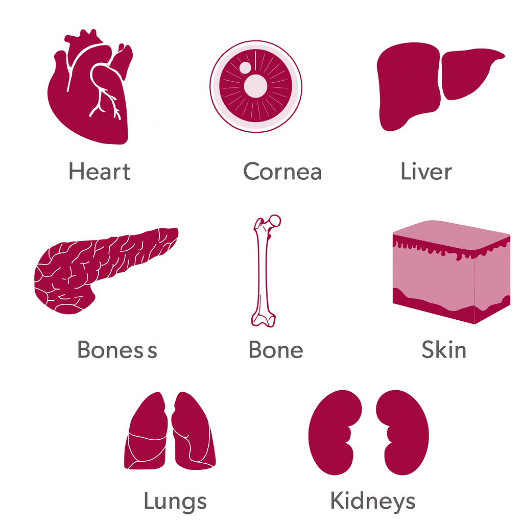 Organs You Can Donate