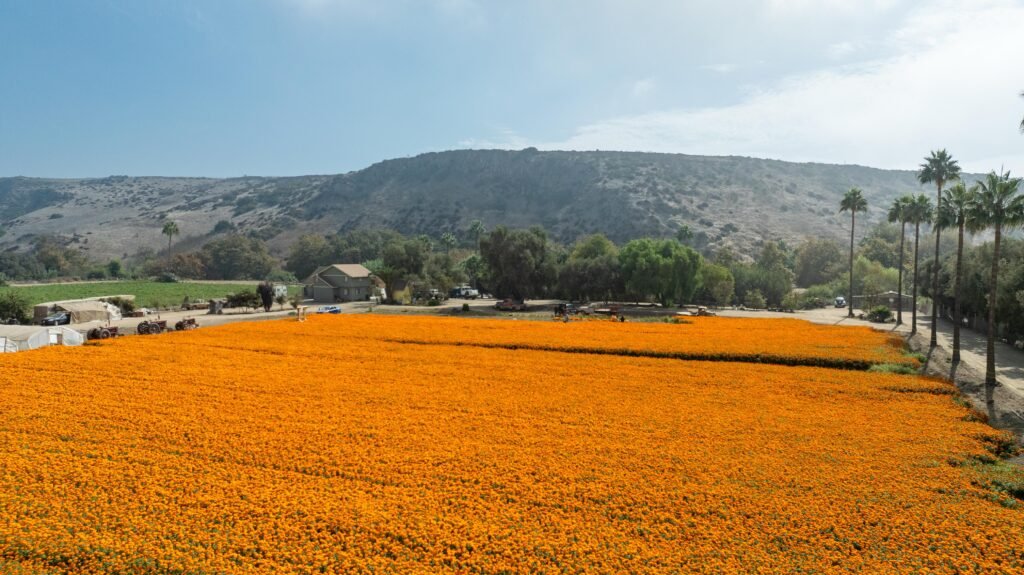 Marigolds Meet the Mountains