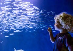 Birch Aquarium at Scripps | Photo Jordann Tomasek