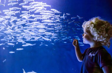 Birch Aquarium at Scripps | Photo Jordann Tomasek