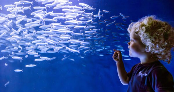 Birch Aquarium at Scripps | Photo Jordann Tomasek