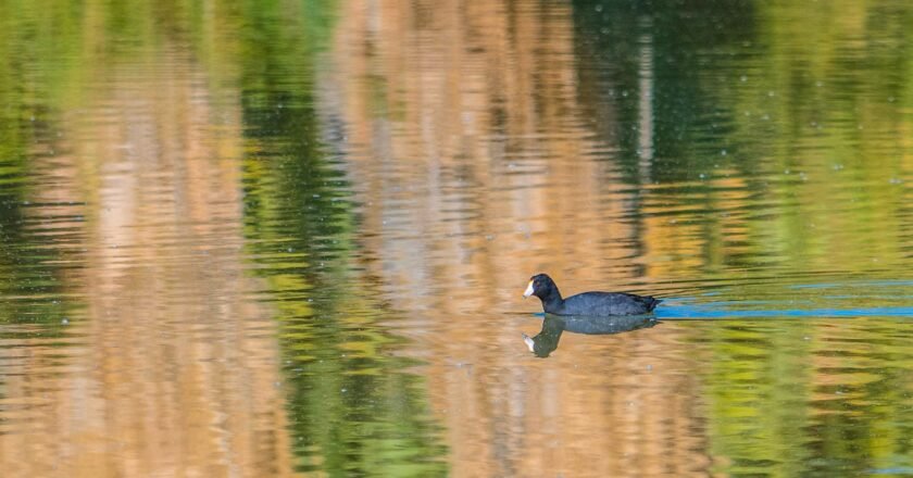 Mexicali’s Las Arenitas The Green Stop on Highway 5
