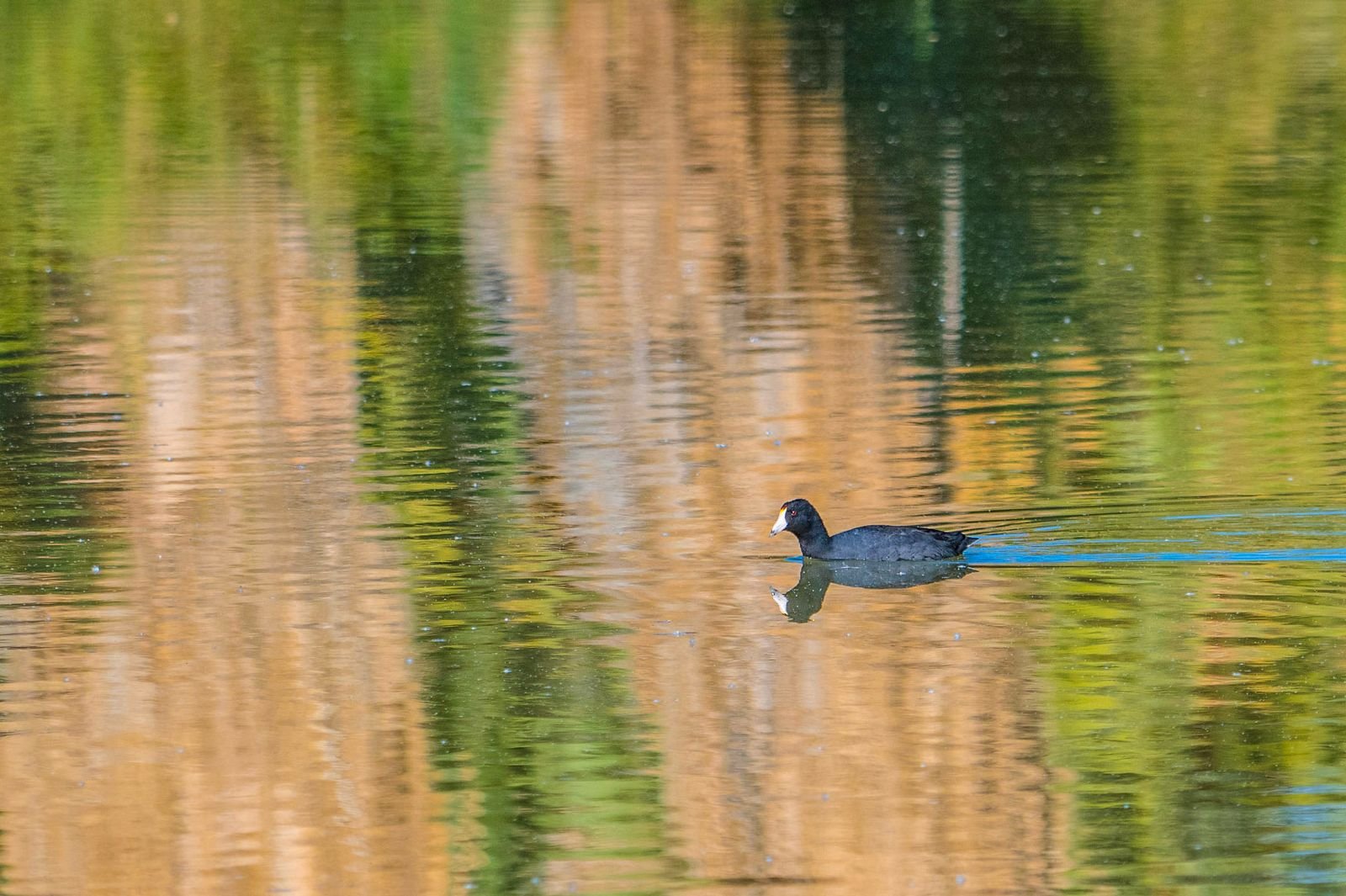 Mexicali’s Manmade Wetland Is a Surprise Oasis
